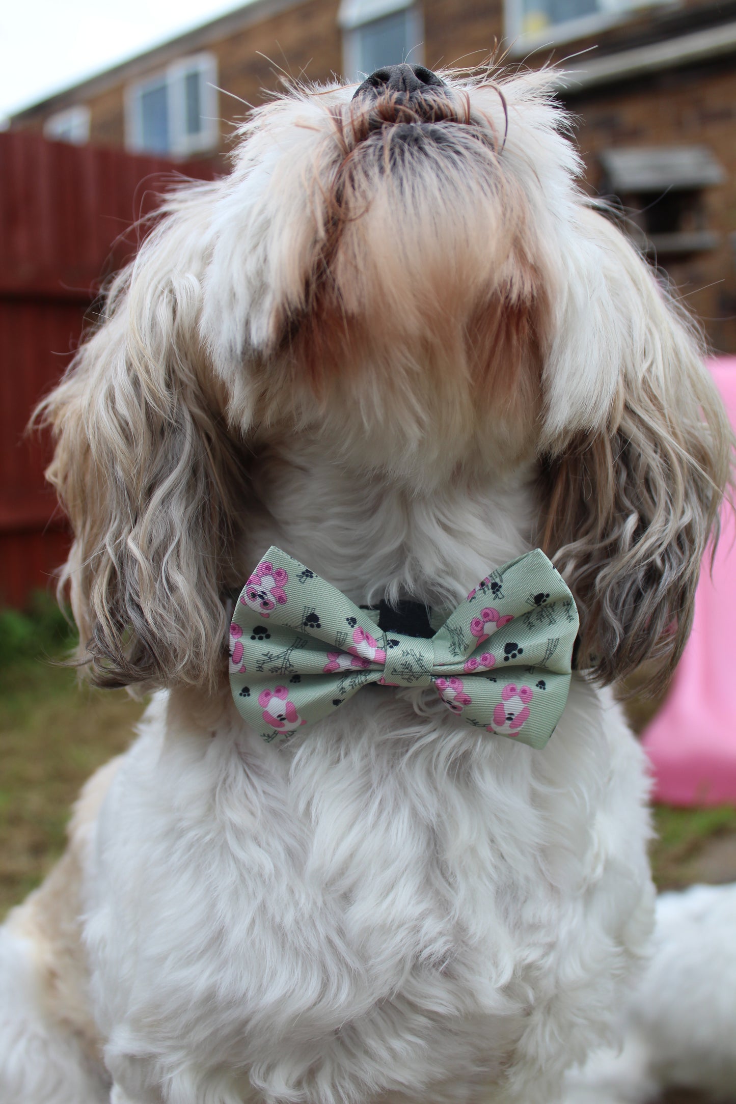 Dog/Cat Bow Tie: Niah