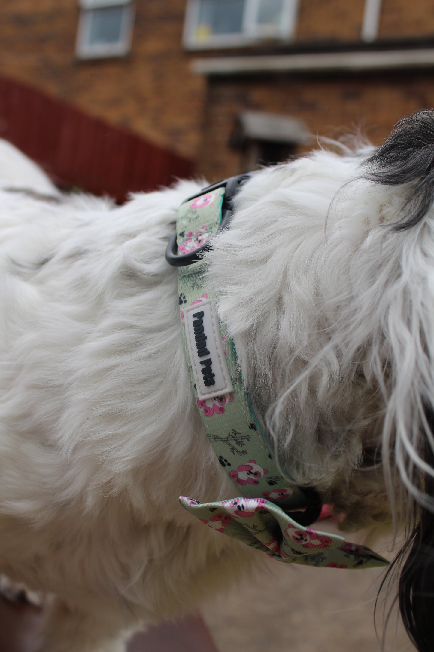 Dog/Cat Adjustable Collar: Niah